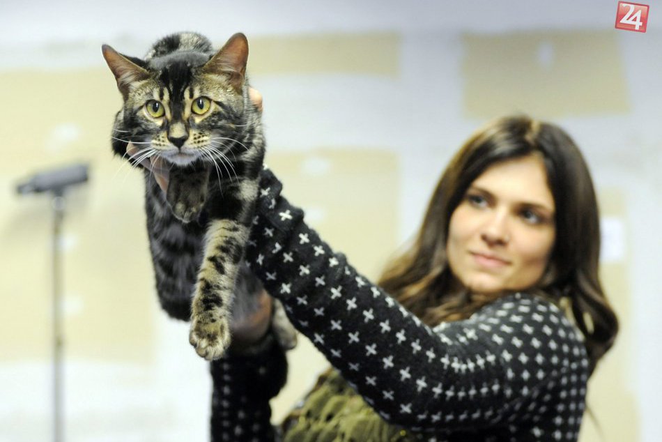 Ilustračný obrázok k článku Milovníci mačiek sa môžu tešiť. Medzinárodná výstava v Bystrici plná štvornohých krások