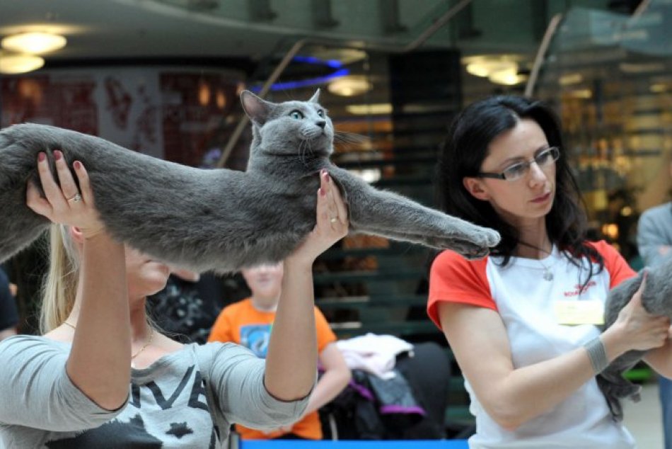 Ilustračný obrázok k článku DESIATKY akcií, ktoré zažijeme v Bystrici: Potešia sa milovníci hudby aj mačiek
