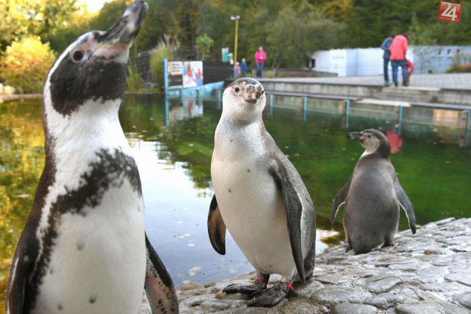 Ilustračný obrázok k článku KURIOZITA DŇA:  Radosť v košickej ZOO, v tomto roku odchovali 5 mláďat tučniakov