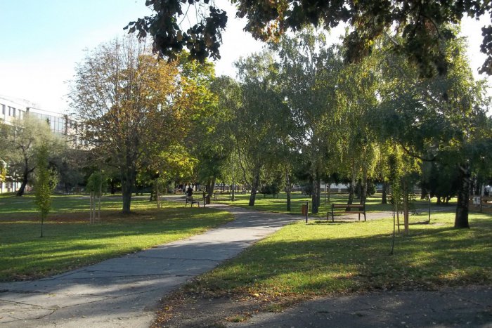 Ilustračný obrázok k článku Jeseň praje výsadbám: V Šali pribudli stromy