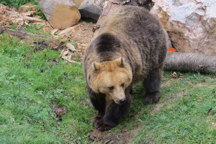 Ilustračný obrázok k článku Útok šelmy na Orave: Muž skončil v nemocnici, dohrýzol ho medveď