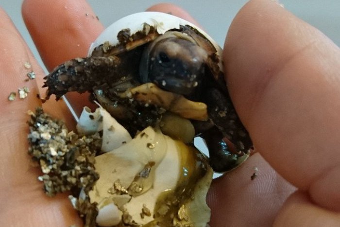Ilustračný obrázok k článku Malý zázrak: Vo viváriu v Nitre prvýkrát odchovali mláďa korytnačky, FOTO