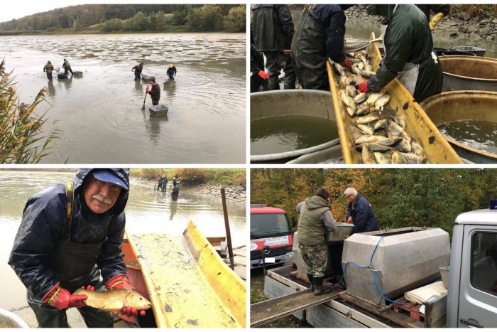 Ilustračný obrázok k článku Trnavský zväz rybárov s rukami plných rýb: Krásavcov preniesli do nového domova