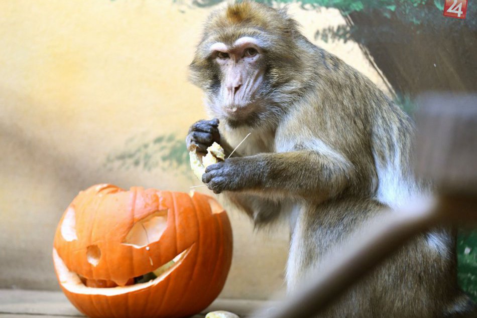 Ilustračný obrázok k článku KURIOZITA DŇA: V ZOO Košice si zvieratá pochutili na halloweenskych maškrtách
