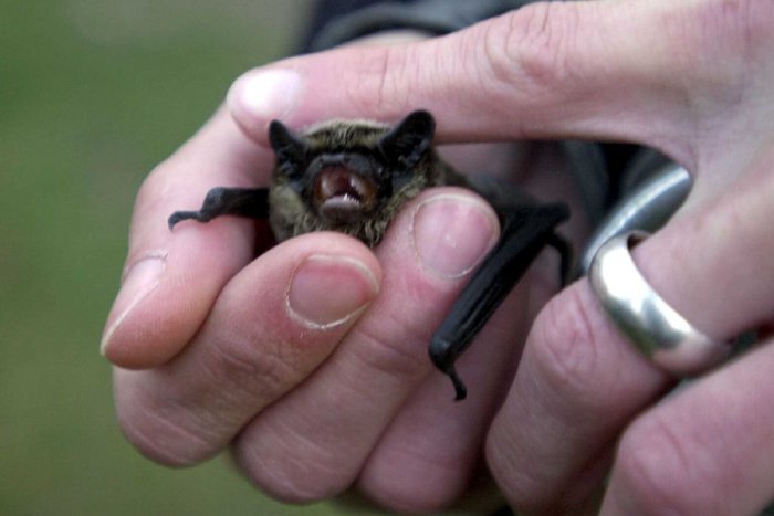 Ilustračný obrázok k článku Na sídliskách môžeme počuť zvláštne cinkanie: Vydáva ho zaujímavý netopier