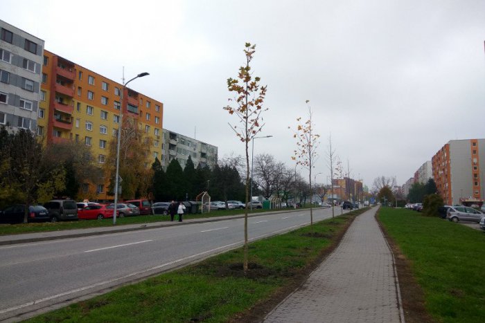Ilustračný obrázok k článku V meste pribudli nové stromy: Zámocká radnica plánuje pokračovať vo výsadbe