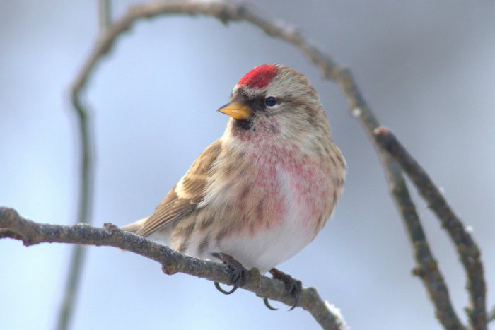 Ilustračný obrázok k článku Na Slovensko hromadne migrujú severské vtáky: Čečetky u nás hľadajú potravu