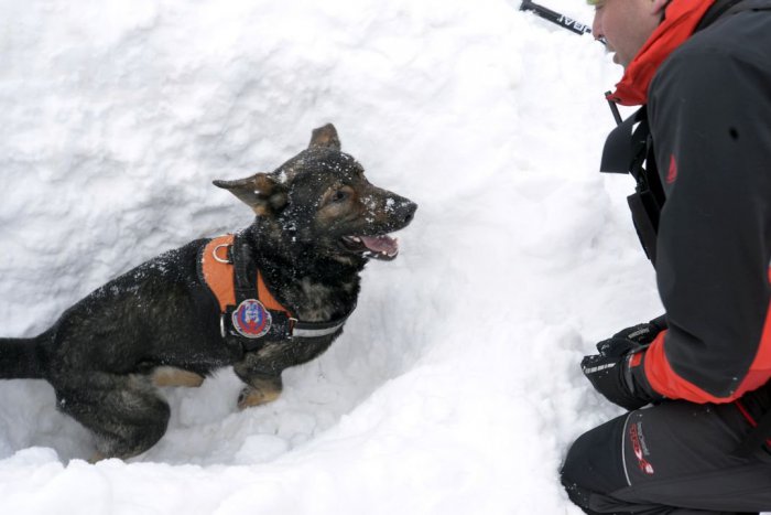 Ilustračný obrázok k článku Obrovská dávka šťastia v nešťastí: Chlapca po 40 minútach pod lavínou našiel pes