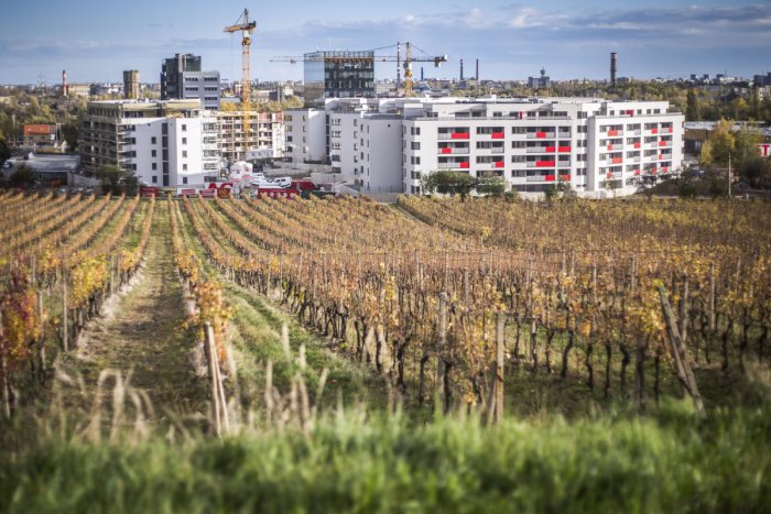 Ilustračný obrázok k článku Mesto zatiaľ nevyhlási súťaž na prenájom časti mestských vinohradov