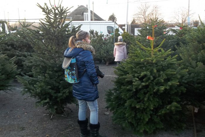 Ilustračný obrázok k článku V meste predávajú vianočné stromčeky: Ceny sú rôzne, FOTO