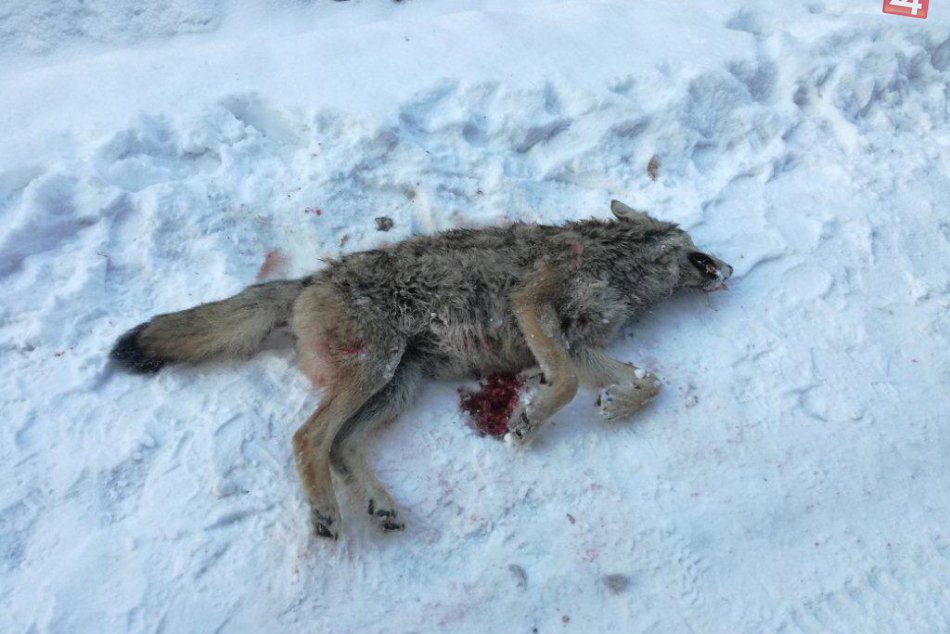 Ilustračný obrázok k článku Zbytočná smrť vzácneho tvora: Pytliak poľoval na vlka v chránenom území