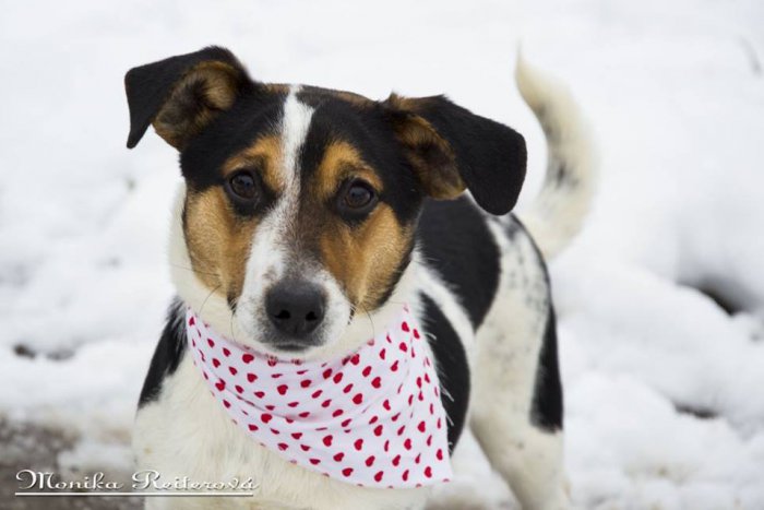 Ilustračný obrázok k článku Dajte im na Vianoce domov: FOTO psíkov, ktorí naň čakajú v žiarskom útulku