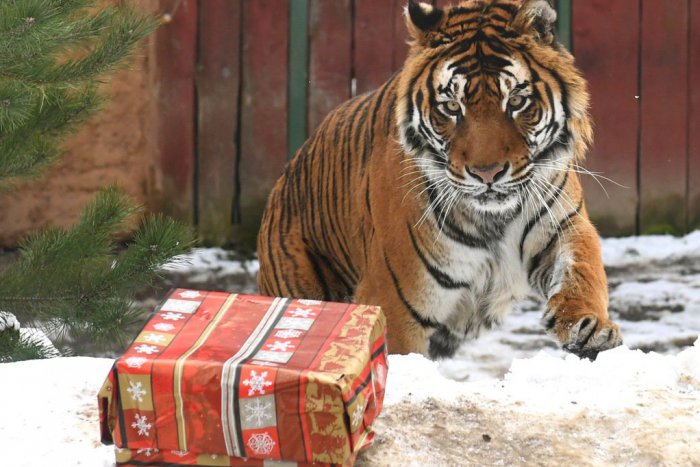 Ilustračný obrázok k článku Aj ony majú Vianoce: Takto slávili najkrajšie sviatky roka v košickej zoo, FOTO