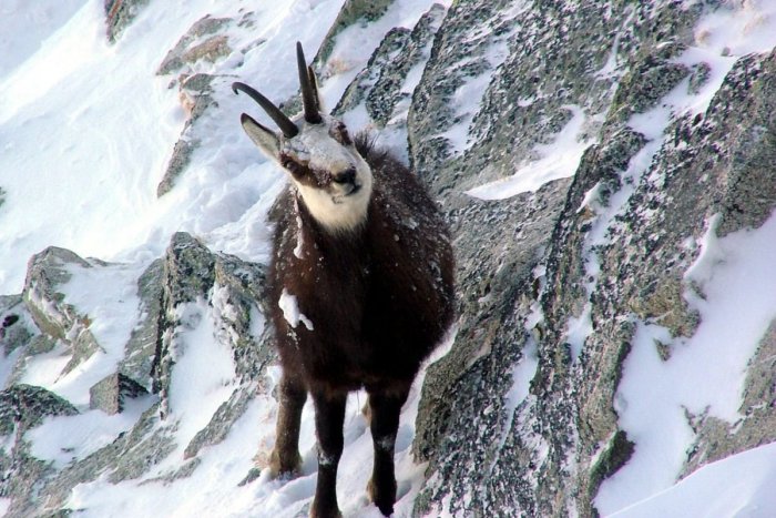 Ilustračný obrázok k článku Nedostatok potravy i množstvo snehu: Tatranské kamzíky migrujú do nižších polôh