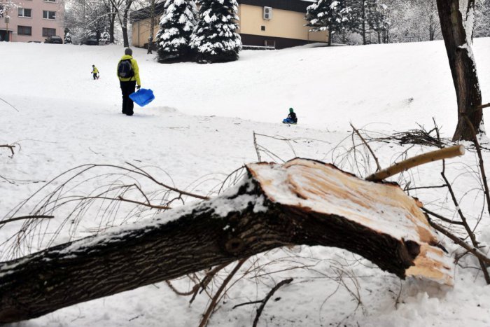 Ilustračný obrázok k článku V Bystrici ráno padali stromy. Hasiči ich odstraňovali z cesty aj z auta