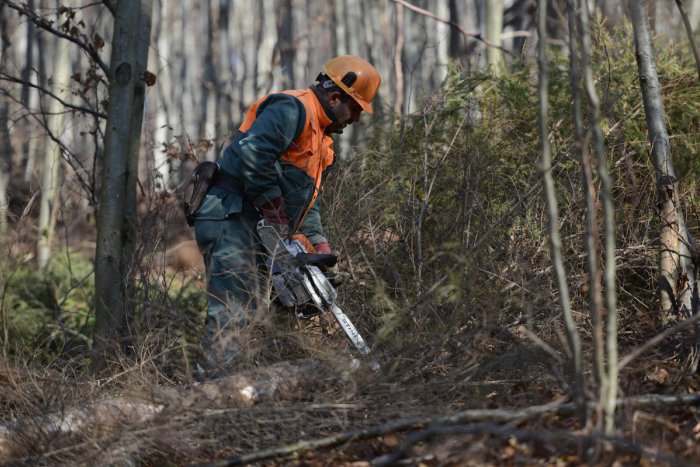 Ilustračný obrázok k článku Lesníci sa bránia proti útokom iniciatívy My sme les: Vinu podľa nich nesie štát