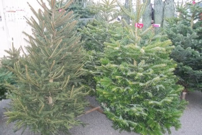 Ilustračný obrázok k článku V Šali začnú so zberom vianočných stromčekov: Nezabudnite ich zbaviť ozdôb!