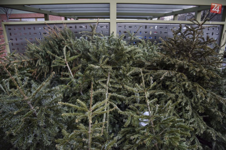 Ilustračný obrázok k článku Kam s vianočným stromčekom po sviatkoch? Mesto zverejnilo termín ich vývozu