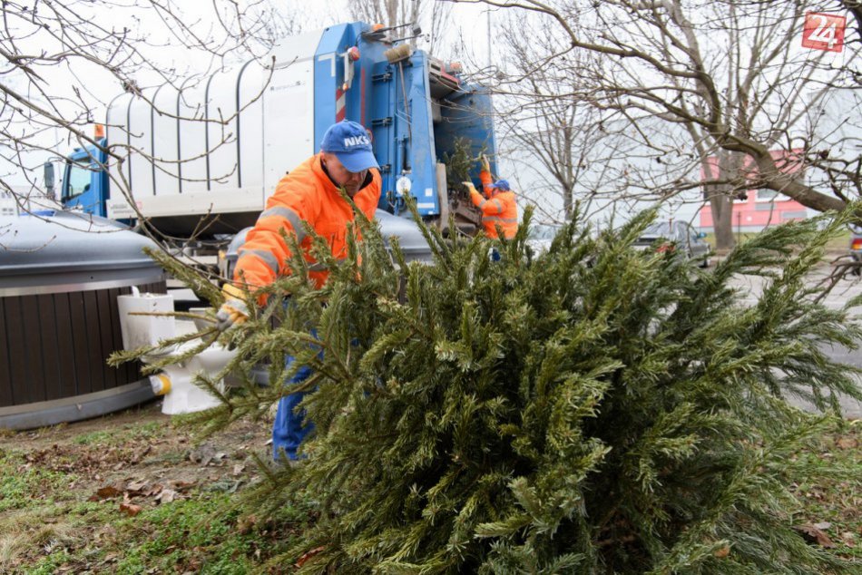 Ilustračný obrázok k článku Kam so stromčekom? Pod Zoborom odštartovalo povianočné upratovanie