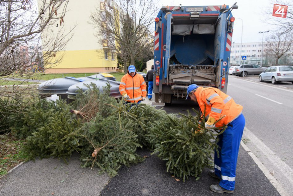 Ilustračný obrázok k článku Zber vianočných stromčekov v Nitre je v plnom prúde: Vyrobí sa z nich kompost