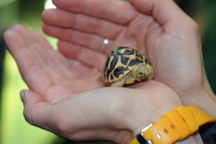 Ilustračný obrázok k článku Novinka v košickej zoo: Do zvieracej rodiny pribudol ohrozený druh korytnačky z Indie