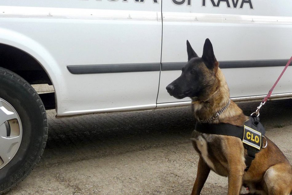 Ilustračný obrázok k článku Postrach dílerov je mimoriadne úspešný: Zoro vyňuchal marihuanu v Trnave a Hlohovci