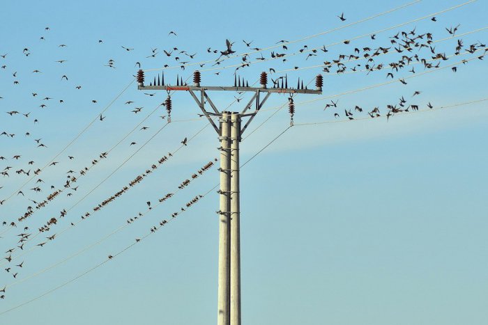 Ilustračný obrázok k článku Elektrickému vedeniu by sa vtáctvo malo vyhnúť vďaka špeciálnym prvkom