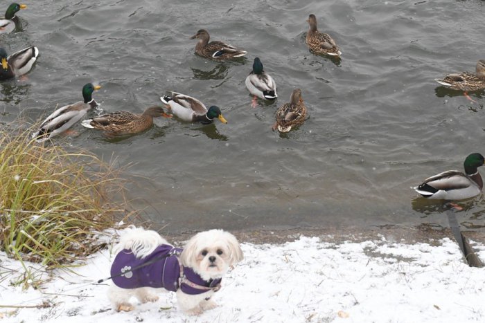 Ilustračný obrázok k článku FOTO ako z rozprávky: Divé kačky si užívajú zimu na košickom jazere