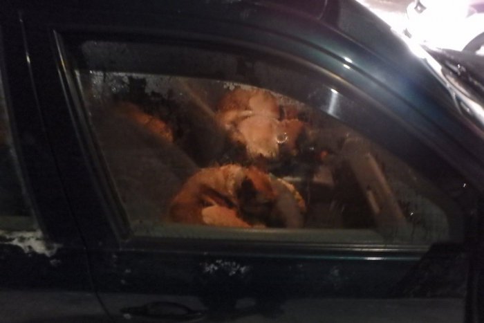 Ilustračný obrázok k článku Policajti zastavili auto s mužmi z okresu Spišská: Toľkoto ukradnutých psov v ňom našli!