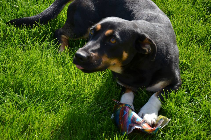 Ilustračný obrázok k článku Ak túžite po psíkovi, neváhajte, môžete si vybrať z našej TOP 5.FOTO