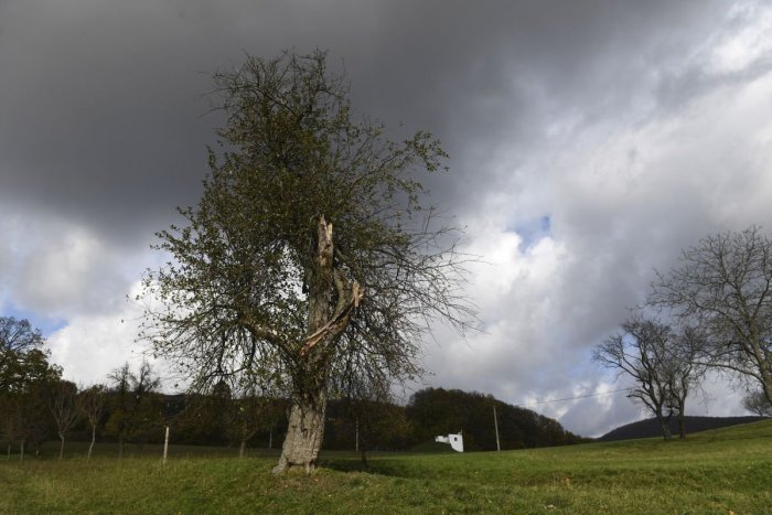 Ilustračný obrázok k článku Hľadá sa Európsky strom roka: Aj Slovensko má v ankete svojho zástupcu