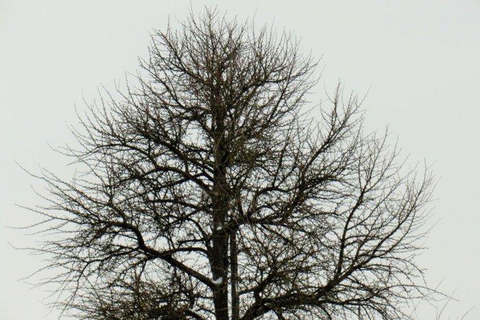 Ilustračný obrázok k článku V OBRAZOCH: Viete o ňom? Takýto pozoruhodný strom máme v Prešove!