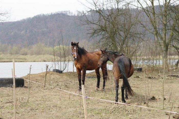Ilustračný obrázok k článku U Amandy z obce Jelšovec zistili infekčnú anémiu koní. Veterinári vyzvali všetkých chovateľov