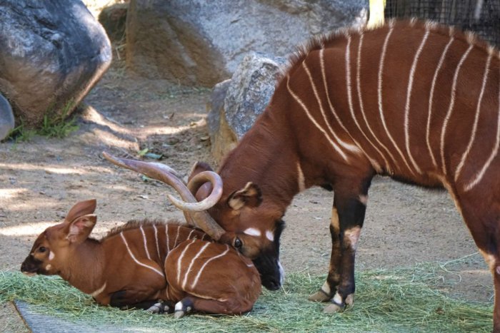 Ilustračný obrázok k článku Koronavírus: Spišská zoo prijala opatrenia pre návštevníkov aj zvieratá