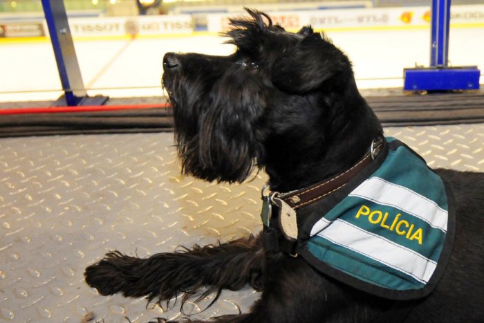 Ilustračný obrázok k článku Muži zákona radia vo VIDEU: Môže pes nosiť obojok s nápisom Polícia?