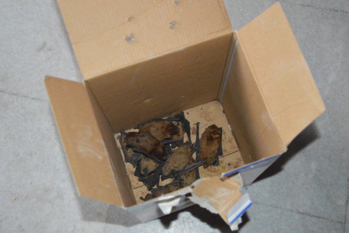 Ilustračný obrázok k článku Na šalianskom úrade sídlilo 140 netopierov: Našli ich pri búraní balkónov