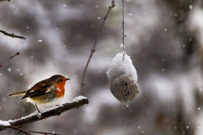 Ilustračný obrázok k článku Vtáky sa vracajú z teplých krajín: Treba im pomôcť prikrmovaním