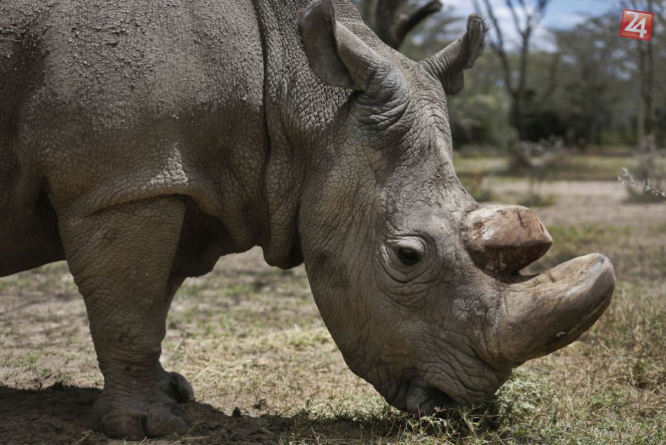 Ilustračný obrázok k článku Uhynul Sudan, posledný samec nosorožca tuponosého severného na svete