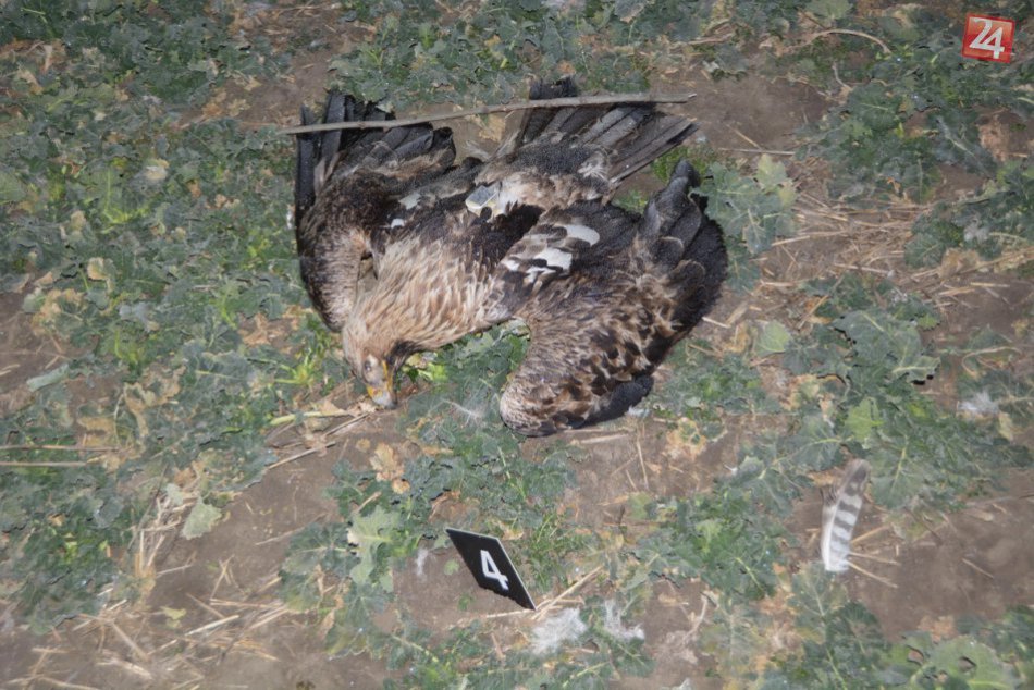 Ilustračný obrázok k článku V Nitrianskom kraji sa množia otravy vtákov: Polícia vyzýva k ostražitosti