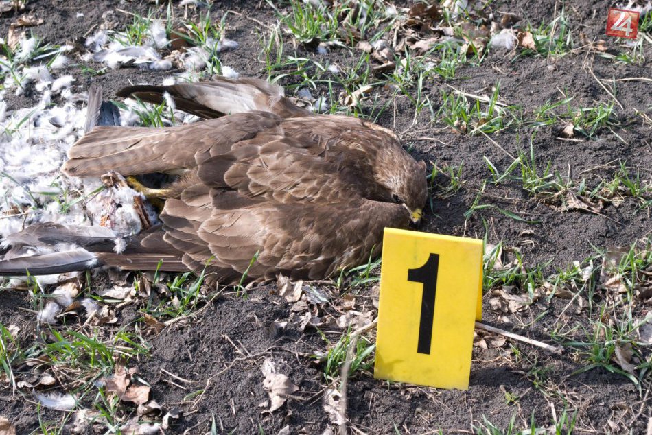 Ilustračný obrázok k článku V roku 2018 ľudia nelegálne zabili vyše 100 chránených vtákov v hodnote 1/4 milióna eur