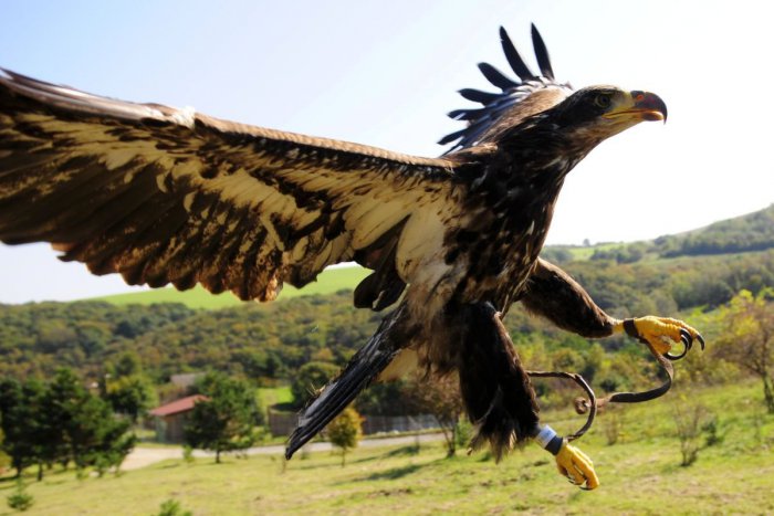Ilustračný obrázok k článku TOP zvieracie zaujímavosti: Najväčší slovenský dravec má rozpätie krídel 2,5 metra