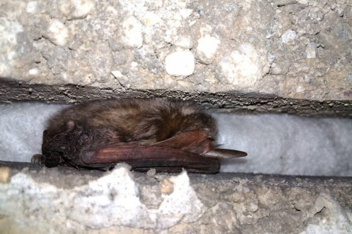 Ilustračný obrázok k článku V Malých Karpatoch ochranári spočítali 1050 netopierov, práve sa prebúdzajú
