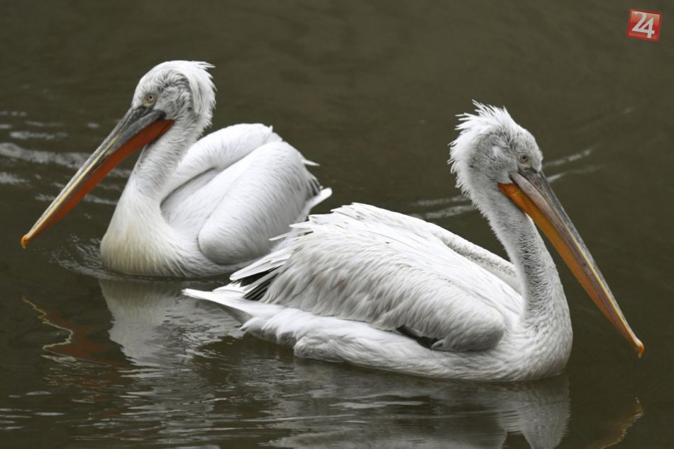 Ilustračný obrázok k článku V Košiciach majú poriadnu vzácnosť: V ZOO pribudol pár ohrozeného druhu pelikána