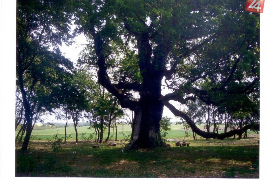 Ilustračný obrázok k článku V dedine pri Michalovciach ošetrili približne 550-ročný strom: Ujali sa ho špecialisti