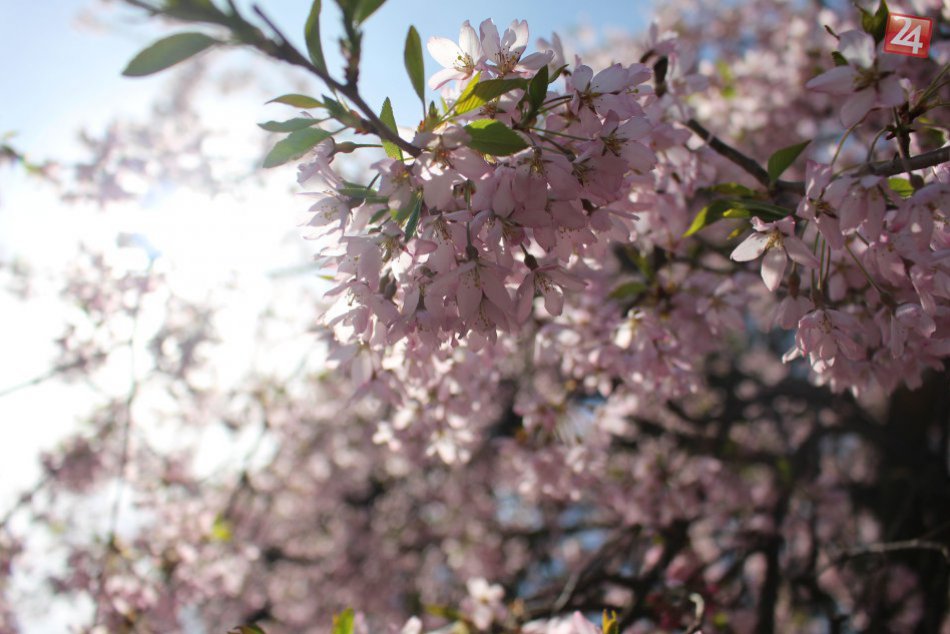 Ilustračný obrázok k článku Frekventované miesta v Mikuláši rozkvitnú na jar v nádhernom šate: O ktoré lokality ide? FOTO