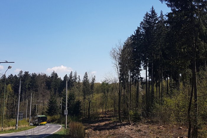 Ilustračný obrázok k článku Choré stromy v žilinskom lesoparku: Mesto takto zdôvodňuje výrub