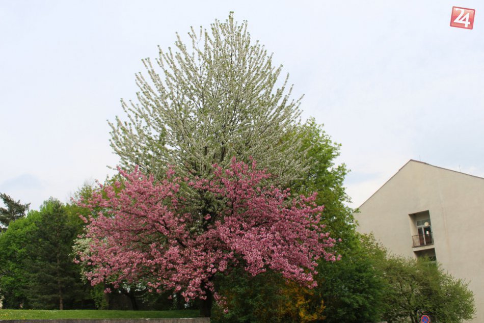 Ilustračný obrázok k článku FOTO: V Bystrici vykvitol strom, aký sa len tak nevidí. Zdobia ho dvojfarebné kvety