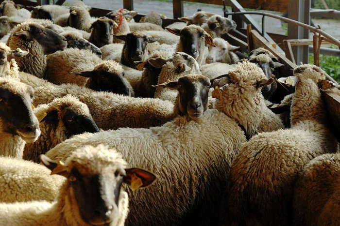 Ilustračný obrázok k článku Na Horehroní sa rozozvučia zvonce stoviek oviec z rôznych chotárov