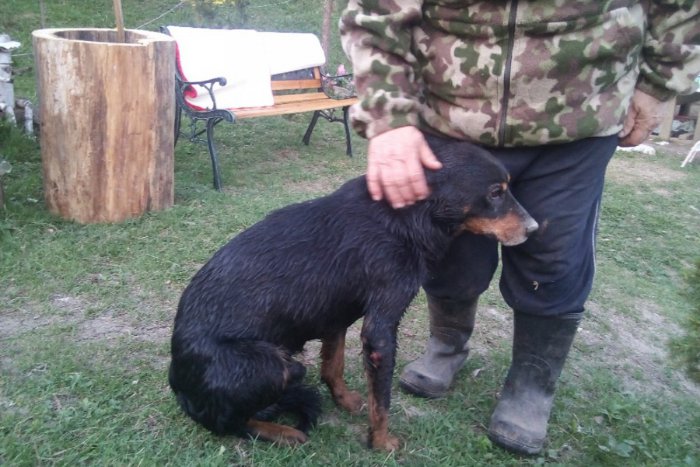Ilustračný obrázok k článku SVET O SLOVENSKU: Chudák pes chcel „emigrovať“