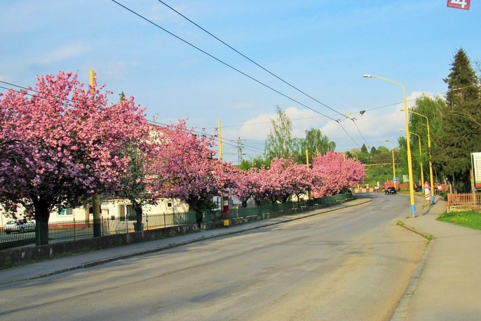 Ilustračný obrázok k článku Vysadia stromy v okolí ciest v našom kraji